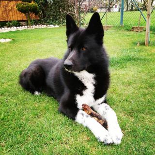 Garp Moravský medvídek tři roky 🐾🍗